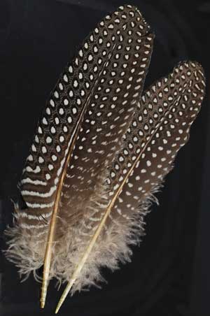 Feathers